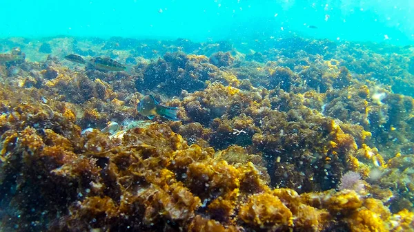 Mediterranean Sea Sea Crete Underwater — Stock Photo, Image