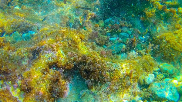 Mar Mediterráneo Mar Creta Bajo Agua — Foto de Stock