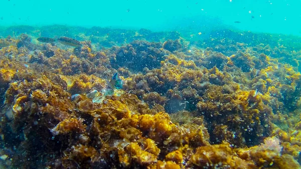 Середземне Море Критове Море Під Водою — стокове фото