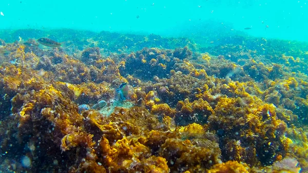 Středozemní Moře Krétské Moře Pod Vodou — Stock fotografie
