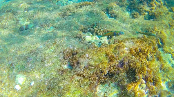 Mittelmeer Kretisches Meer Unter Wasser — Stockfoto