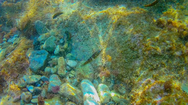 Mediterranean Sea Sea Crete Underwater — Stock Photo, Image