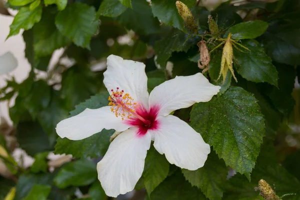 白色芙蓉花 芙蓉属 Hibiscus 是松木科的一种开花植物 — 图库照片