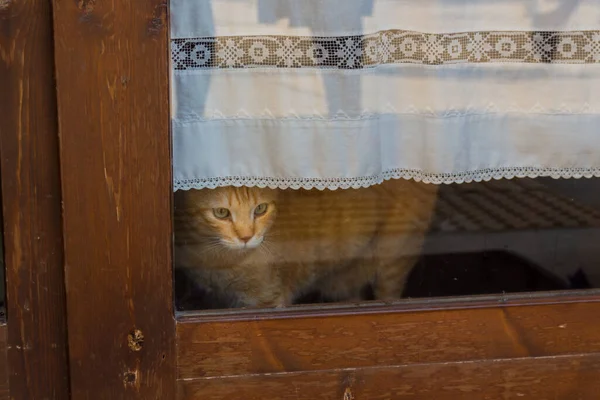 Ginger Cat Mirando Través Puerta Cristal —  Fotos de Stock
