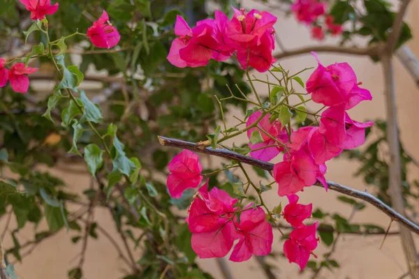 Kwitnące Kwiaty Bougainvillea Bougainvillea Rodzaj Ciernistych Winorośli Ozdobnych Krzewów Drzew — Zdjęcie stockowe