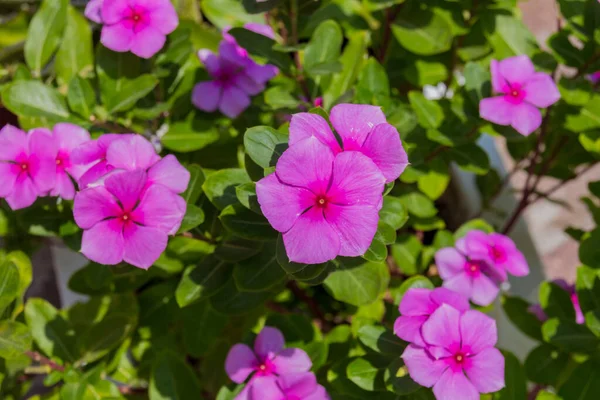 Flores Catharanthus Rosadas Florecientes Catharanthus Género Plantas Con Flores Perteneciente — Foto de Stock