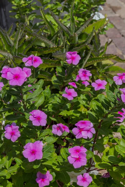 光彩夺目的粉红色桂花花 仙人掌属 Catharanthus 是山楂科的一种开花植物 牠们与Vinca属一样 通常被称为Periwinkles — 图库照片
