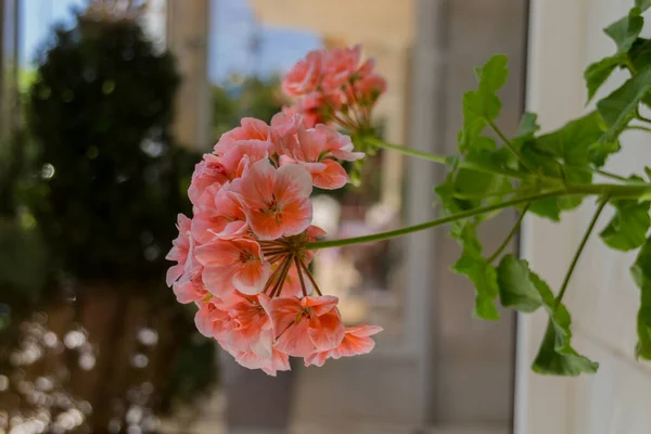 Kvetoucí Kytky Muškátu Geranium Rod 422 Druhů Kvetoucích Jednoletých Dvouletých — Stock fotografie