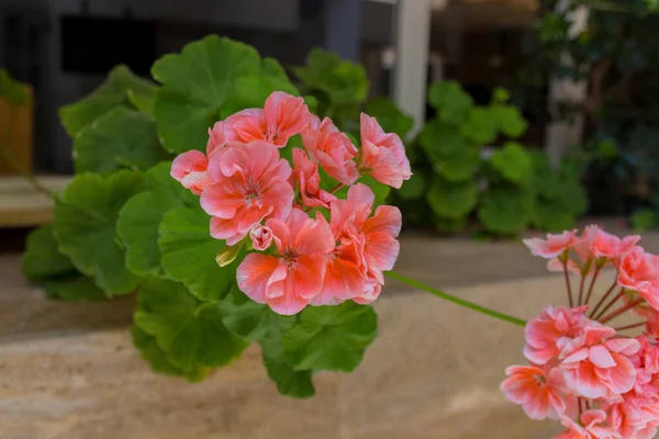 Kvetoucí Kytky Muškátu Geranium Rod 422 Druhů Kvetoucích Jednoletých Dvouletých — Stock fotografie