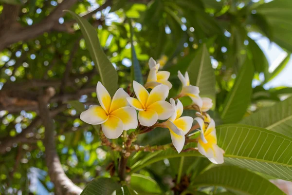 Kwitnące Kwiaty Plumaria Monoi Aksamitny Kwiat Pięknym Długotrwałym Zapachu Tipanie — Zdjęcie stockowe