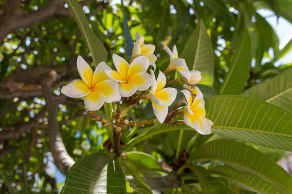 Fiori Plumaria Monoi Fiore Fiore Vellutato Con Una Bella Fragranza — Foto Stock