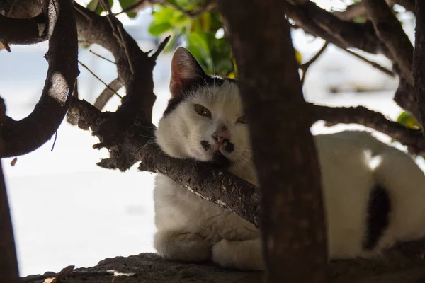 Gato Soñoliento Parque —  Fotos de Stock