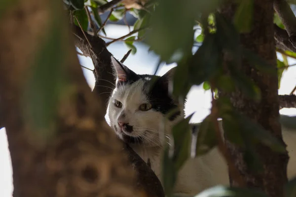 Gato Soñoliento Parque —  Fotos de Stock