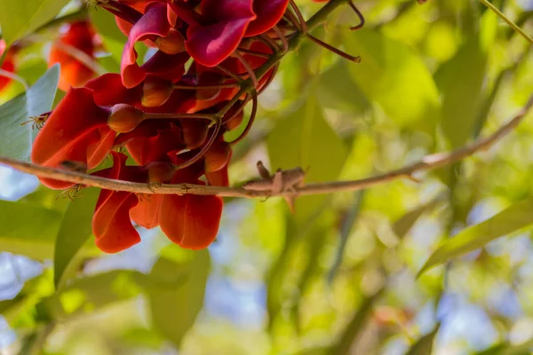 在Rethymno市的公园里 正在开花的Piscidia花 仙人掌属 Piscidia 是仙人掌科仙人掌亚科的开花植物属 — 图库照片