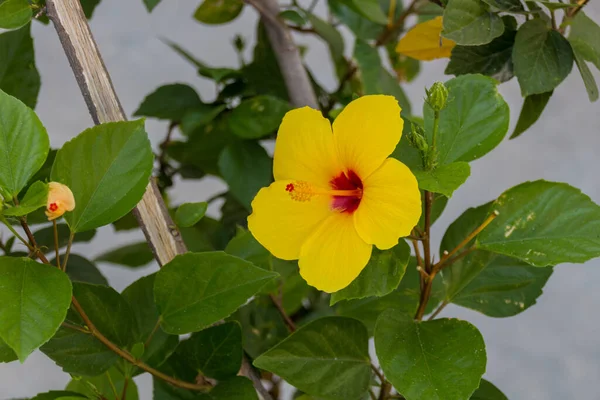黄色芙蓉花 芙蓉属 Hibiscus 是松木科 Malvaceae 一种开花植物 该属相当大 由数百种物种组成 原产于全球暖温带 亚热带和热带地区 — 图库照片