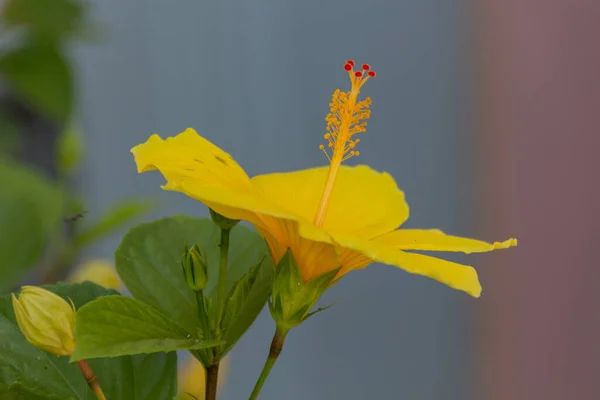 Flores Amarelas Hibisco Hibiscus Género Botânico Pertencente Família Malvaceae Gênero — Fotografia de Stock