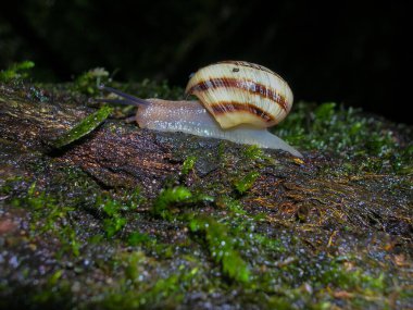 Sochi Ulusal Parkı 'ndaki ağaçtaki güzel salyangoz.