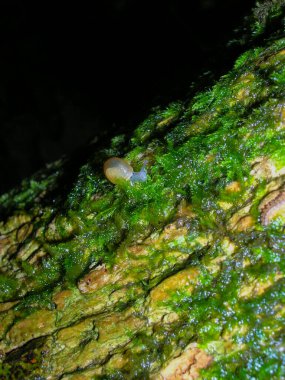 Sochi Ulusal Parkı 'ndaki ağaçtaki güzel salyangoz.