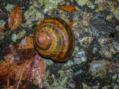 Sochi Ulusal Parkı 'ndaki ağaçtaki güzel salyangoz.
