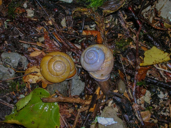 Sochi Ulusal Parkı Ndaki Ağaçtaki Güzel Salyangoz — Stok fotoğraf