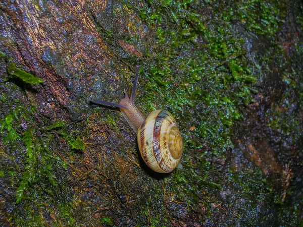 의나무에 아름다운 달팽이 — 스톡 사진
