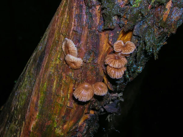 Gomba Fán Szocsiban — Stock Fotó