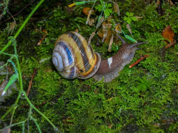 Gyönyörű Csiga Szocsó Nemzeti Park Fáján — Stock Fotó