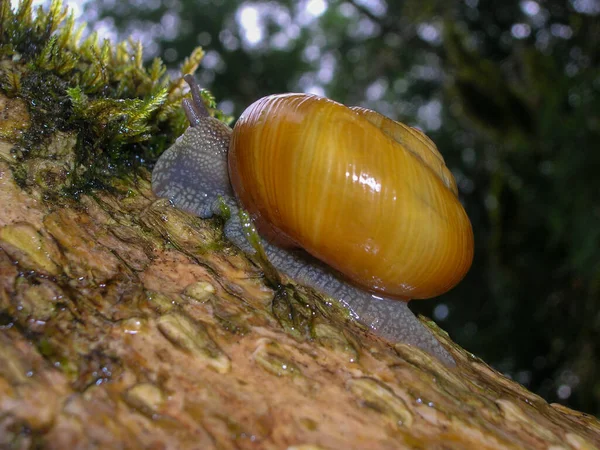 Beautiful Snail Tree Sochi National Park — Stock Photo, Image