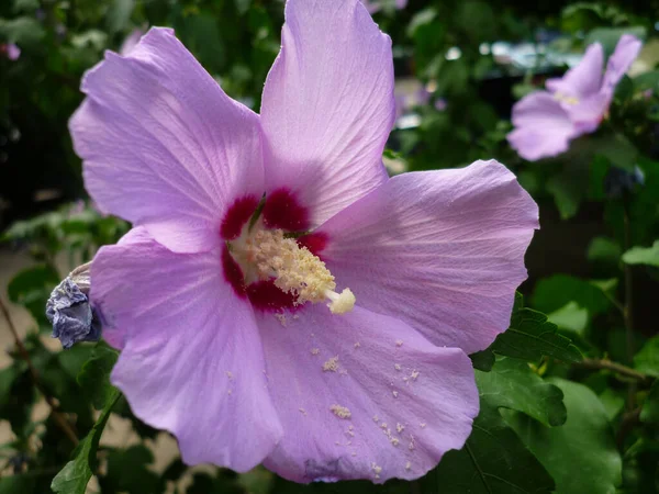 Flor Hibisco Púrpura Parque Verano — Foto de Stock