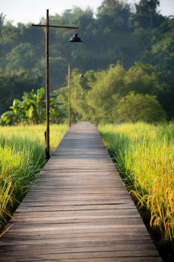 Sabah çeltik tarlasından geçerek köye giden ahşap bir yol, Chiang Rai, Tayland.