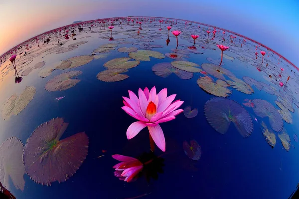 ウドンタニ県での日の出時に湖に咲くピンク色の睡蓮の魚眼写真効果 — ストック写真