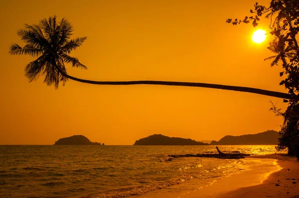 Photo Silhouette Long Tronc Cocotier Près Mer Pendant Heure Coucher — Photo