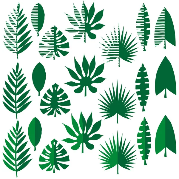 Коллекция Тропических Листьев Векторных Иллюстраций Листьев Арекской Пальмы Веерной Пальмы — стоковый вектор