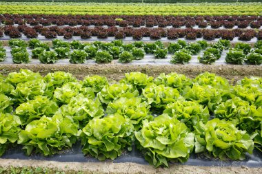 Renkli, satır alanıyla tam olarak yetiştirilen marul başlar, hasat için hazır. Tarım sanayi, taze üretmek, seri üretim ve ticari ticaret kavramı.