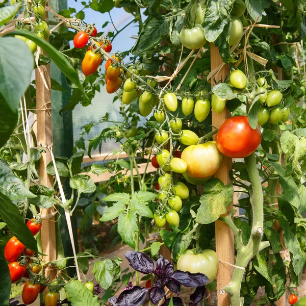 Fresh Tomatoes Ripening Greenhouse Agriculture Food Industry Concept — Stock Photo, Image