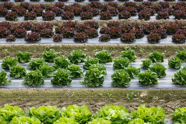 Field Rows Colorful Fully Grown Lettuce Heads Ready Harvesting Agriculture — Stock Photo, Image