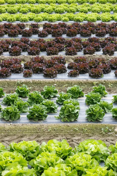 Field Rows Colorful Fully Grown Lettuce Heads Ready Harvesting Agriculture — Stock Photo, Image