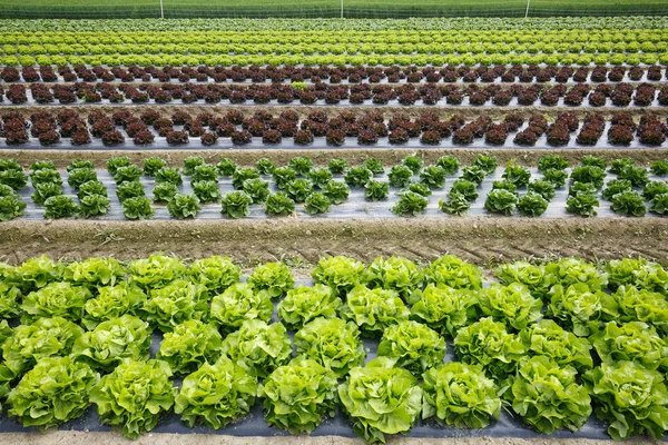 Field Rows Colorful Fully Grown Lettuce Heads Ready Harvesting Agriculture — Stock Photo, Image