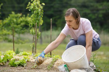 Woman gardener planting salad and beetroot and putting a straw mulch around it to fertilize and protect it from the drought. Natural living, organic eating, active lifestyle concept. clipart