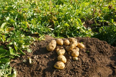 Bir alan taze patates kazdık yığını. Tarım, sanayi, gıda üretim ve tarım kavramı. 