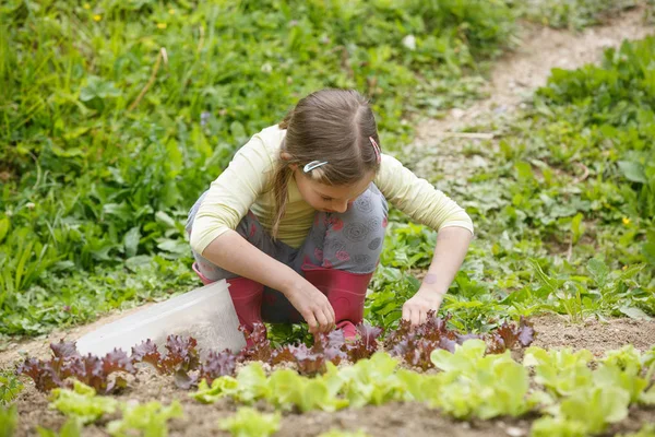 Kleines Mädchen Das Garten Arbeitet Mulch Zwischen Salatsetzlinge Legt Gärtnert — Stockfoto
