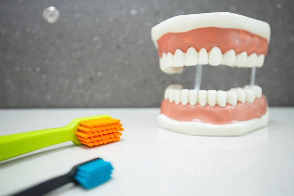 Modelo Dental Mandíbula Superior Inferior Con Cepillos Dientes Limpieza Adecuada — Foto de Stock