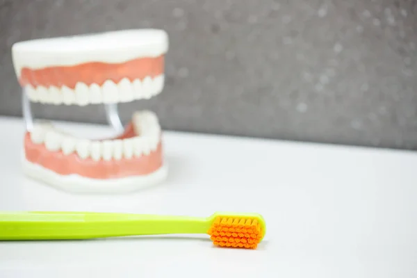 バック グラウンドでの上下顎歯列模型歯ブラシ 適切な洗浄 歯科衛生教育と予防概念と背景 — ストック写真