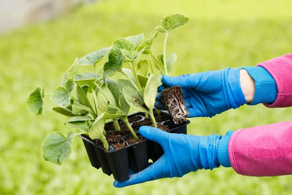 Young plants of hokkaido squash in starter pots with collection of seedlings in the background. Agriculture industry, fresh produce, mass production and commercial trade concept.