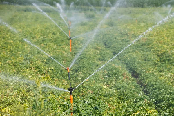 Bewässerungssystem Auf Einem Ausgedehnten Kartoffelfeld Automatisierte Landwirtschaft Technologie Dürrevorbeugung Industrie — Stockfoto