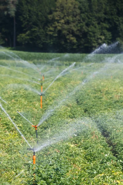 Irrigational System Extensive Potato Field Automated Agriculture Technology Drought Prevention — Stock Photo, Image