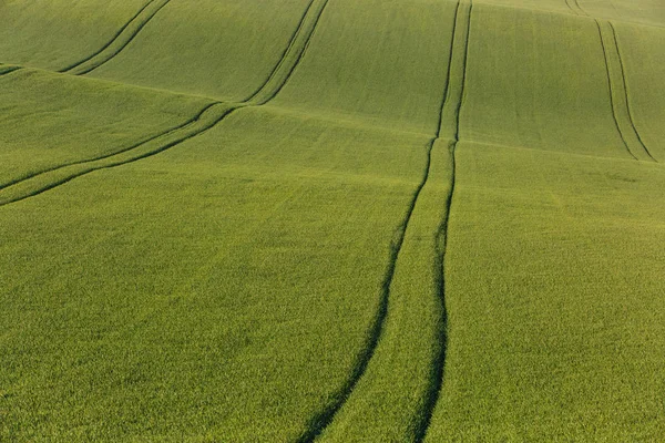 Ackerland Mit Frischen Pflanzen Großproduktion Agrarindustrie Konzept Zur Nahrungsmittelproduktion Und — Stockfoto