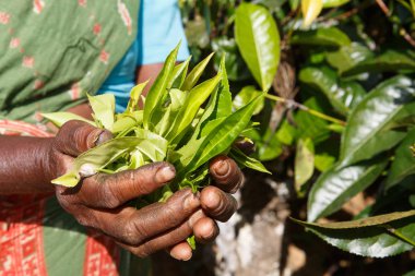 Çay plantasyon Sri Lanka Central Highlands içinde toplama bir kadın çay seçici elleri. Hasat, tarım, yerel iş kavramı