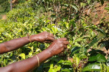 Çay plantasyon Sri Lanka Central Highlands içinde toplama bir kadın çay seçici elleri. Hasat, tarım, yerel iş kavramı