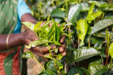 Çay plantasyon Sri Lanka Central Highlands içinde toplama bir kadın çay seçici elleri. Hasat, tarım, yerel iş kavramı